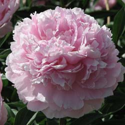 Pivoine 'Reine Hortense' / Paeonia lactiflora Reine Hortense